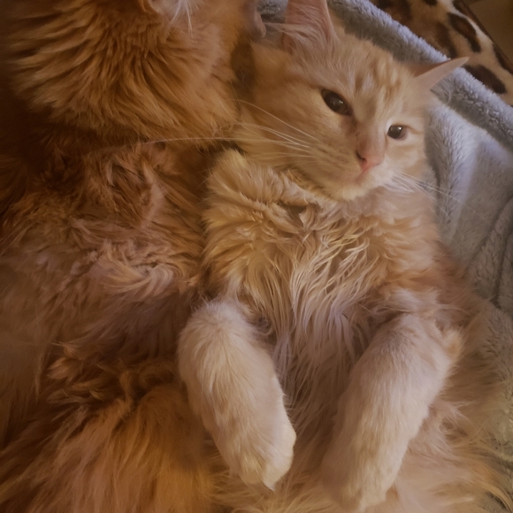 COPY - I am a pet friendly home - Picture 6 of 7